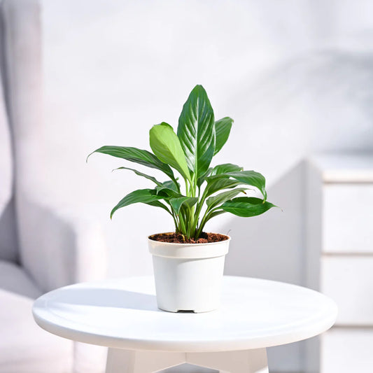 Peace Lily Plant