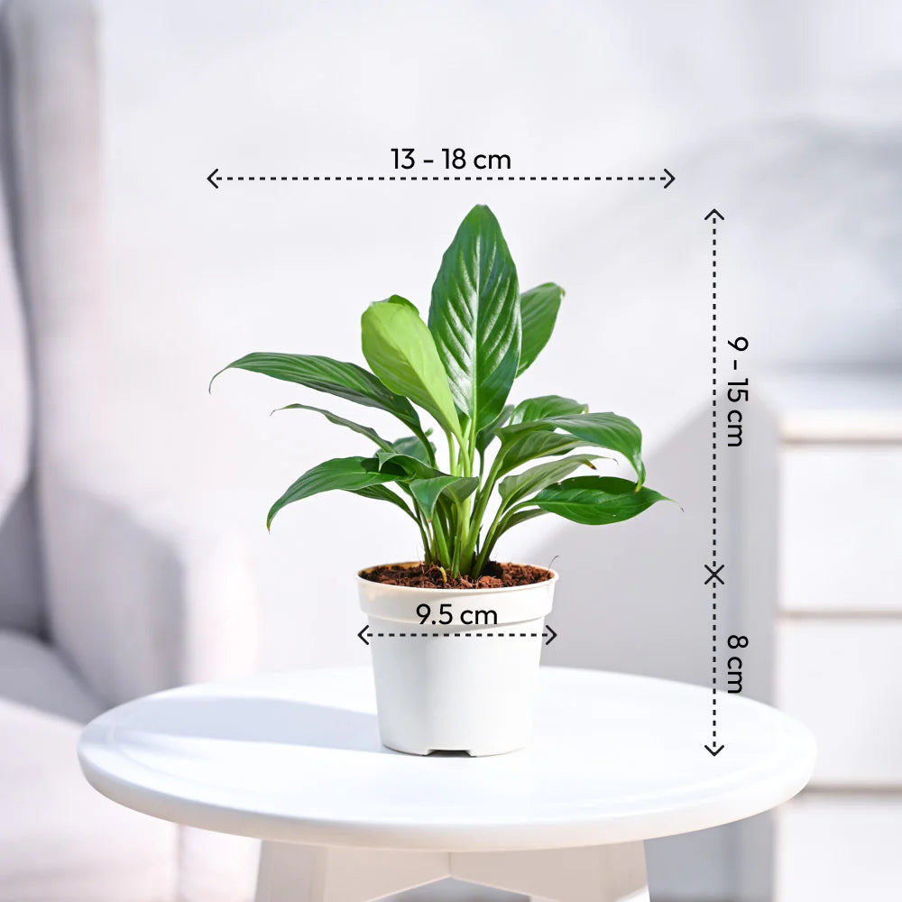 Peace Lily Plant